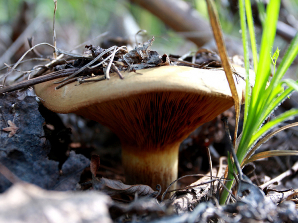 Муж отравительницы грибами высказался о странном поведении супруги