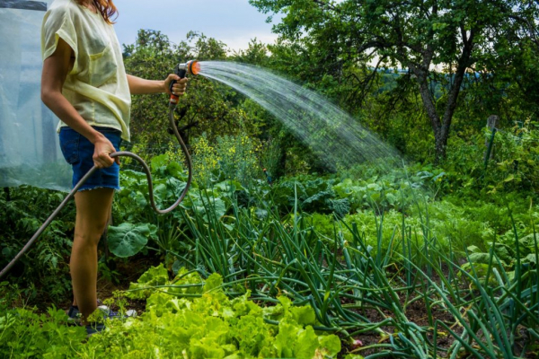 Какой водой нельзя поливать огород, чтобы не потерять урожай Какой водой нельзя поливать огород, чтобы не потерять урожай